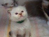 Bueno (chocolat tabby point)