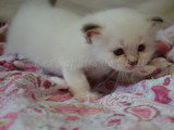 Bounty (chocolat tabby point)