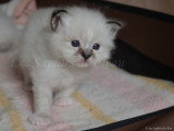 Bisou (seal tabby point)