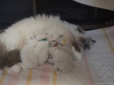 Topaze et ses chatons