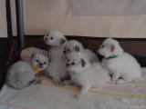 Les 5 chatons de Topaze