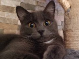 Baltik, minette d'amour à adopter en association