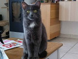 Baltik, minette d'amour à adopter en association