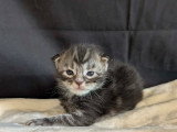 Chatons mâles Maine Coon à vendre