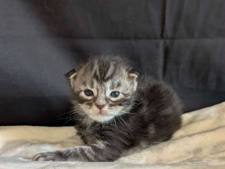 Chatons mâles Maine Coon à vendre