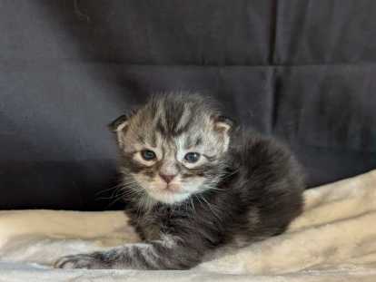 Chatons mâles Maine Coon à vendre