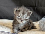 Chatons mâles Maine Coon à vendre