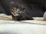 Chatons mâles Maine Coon à vendre