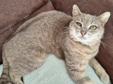 Ysis, jolie chatte à adopter en association
