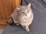 Ysis, jolie chatte à adopter en association