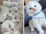 3 chatons Ragdoll LOOF nés en mai 2026 à réserver