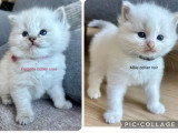 3 chatons Ragdoll LOOF nés en mai 2026 à réserver