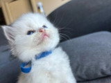 3 chatons Ragdoll LOOF nés en mai 2026 à réserver