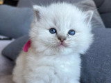 3 chatons Ragdoll LOOF nés en mai 2026 à réserver
