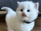 3 chatons Ragdoll LOOF nés en mai 2026 à réserver