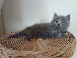 Chaton mâle British Longhair bleu à vendre