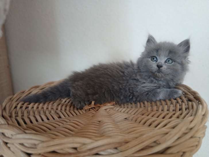 Chaton mâle British Longhair bleu à vendre