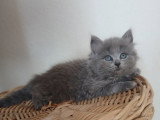 Chaton mâle British Longhair bleu à vendre