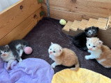 Chatons de race Maine Coon à vendre (1 femelle & 3 mâles)