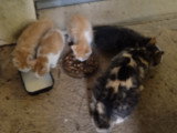 Chatons de type Bobtail à donner