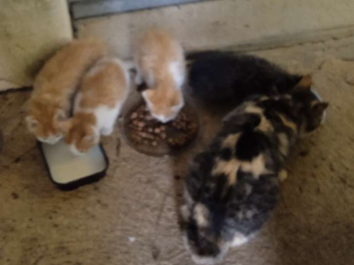 Chatons de type Bobtail à donner