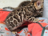 Chatonnes Bengal à vendre