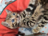 Chatonnes Bengal à vendre