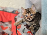 Chatonnes Bengal à vendre