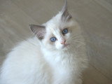 Chatons Ragdoll à vendre