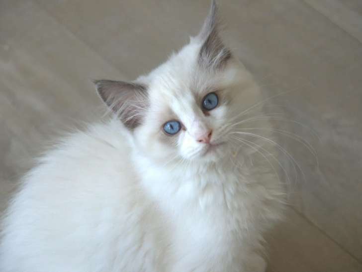Chatons Ragdoll à vendre