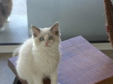 Chatons Ragdoll à vendre