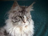 Chat Maine Coon mâle black silver tabby LOOF de mai 2025 disponible pour saillie