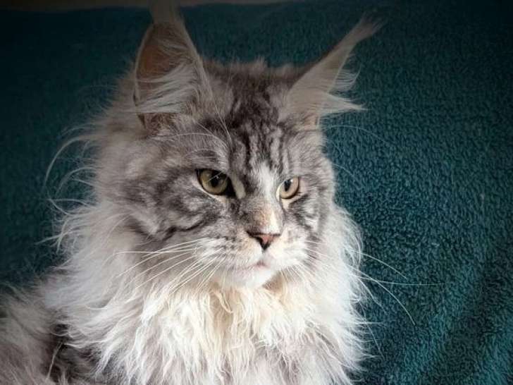 Chat Maine Coon mâle black silver tabby LOOF de mai 2025 disponible pour saillie