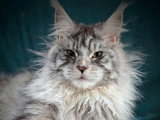 Chat Maine Coon mâle black silver tabby LOOF de mai 2025 disponible pour saillie