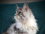 Chat Maine Coon mâle black silver tabby LOOF de mai 2025 disponible pour saillie