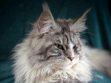 Chat Maine Coon mâle black silver tabby LOOF de mai 2025 disponible pour saillie