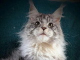 Chat Maine Coon mâle black silver tabby LOOF de mai 2025 disponible pour saillie