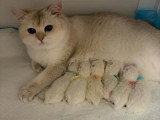 Trois chatons British Shorthair mâles non LOOF nés en mai 2026 à réserver