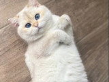 Trois chatons British Shorthair mâles non LOOF nés en mai 2026 à réserver