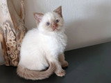 Portée de 3 chatons British Shorthair LOOF chocolat et seal point à vendre