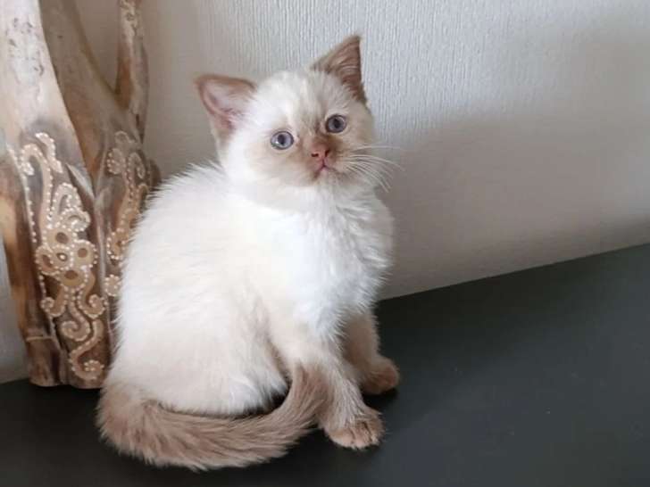 Portée de 3 chatons British Shorthair LOOF chocolat et seal point à vendre