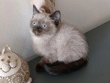 Portée de 3 chatons British Shorthair LOOF chocolat et seal point à vendre