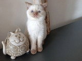 Portée de 3 chatons British Shorthair LOOF chocolat et seal point à vendre