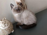 Portée de 3 chatons British Shorthair LOOF chocolat et seal point à vendre