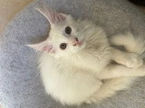 Chaton Maine Coon blanc mâle LOOF à vendre né en janvier 2026