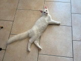 Chaton Maine Coon blanc mâle LOOF à vendre né en janvier 2026