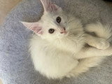 Chaton Maine Coon blanc mâle LOOF à vendre né en janvier 2026