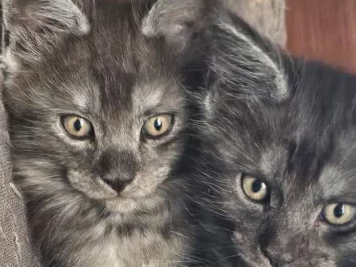 4 chatons Maine Coon mâles LOOF nés en avril 2026 à réserver