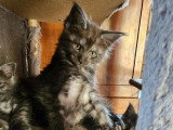 4 chatons Maine Coon mâles LOOF nés en avril 2026 à réserver