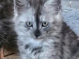 4 chatons Maine Coon mâles LOOF nés en avril 2026 à réserver